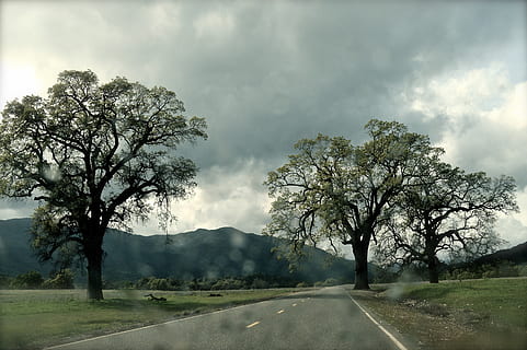 bomen, boom, regen, regenval, wolken, weg, rijden, wegen, nat, Bos, park, Californië, natuur, straat, mist, dauw, nacht, schemer, ochtend-, nikon, fabriek, wolk - lucht, hemel, de weg vooruit, vervoer, schoonheid in de natuur, richting, geen mensen, dag, kalmte, landschap, milieu, rustige scène, teken, buitenshuis, scenics - natuur, perspectief verminderen, 4K, CC0, publiek domein, royaltyvrij