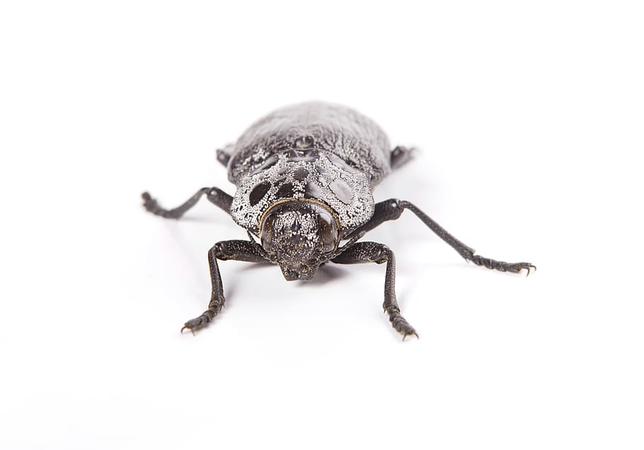 escarabat, negre, insecte, primer pla, naturalesa, macro, animal, error, blanc, ningú, detall, un animal, temes d'animals, tir de l'estudi, fons blanc, fauna animal, aràcnids, animals a la natura, invertebrat, cap gent, a l'interior, artròpode, zoologia, tallar, cames d’animal, part del cos dels animals, aranya, 2K