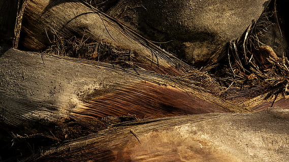 Itàlia, donnalucata, intersecció, full, cabell, arbre, palmell, cap gent, primer pla, dia, naturalesa, planta, textura, material de fusta, marc complet, a l'aire lliure, rock, fons, terra, rock - object, patró, tranquil·litat, marró, sòlid, tronc, tronc de l'arbre, 4K, CC0, domini públic, lliure de regalies
