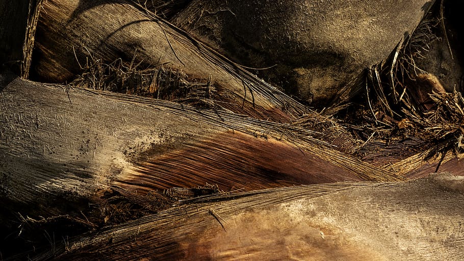 Itàlia, donnalucata, intersecció, full, cabell, arbre, palmell, cap gent, primer pla, dia, naturalesa, planta, textura, material de fusta, marc complet, a l'aire lliure, rock, fons, terra, rock - object, patró, tranquil·litat, marró, sòlid, tronc, tronc de l'arbre, 4K