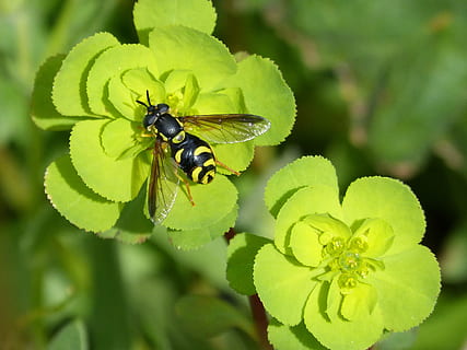 hoverfly, abella falsa, naturalesa, flor, planta, full, a l'aire lliure, insecte, invertebrat, animals a la natura, animal, temes d'animals, fauna animal, un animal, primer pla, color verd, creixement, bellesa a la natura, planta amb flors, part de la planta, vulnerabilitat, abella, fragilitat, cap gent, cap de flor, polinització, ala dels animals, 2K, CC0, domini públic, lliure de regalies