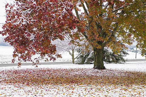 arborele brun, copac, plantă, toamnă, Schimbare, frumusețe în natură, natură, creştere, zi, parte a plantelor, frunze, liniște, scenice - natura, o scenă liniștită, parc, cădere, teren, în aer liber, culoare portocalie, ramură, nici o persoana, 8K, CC0, domeniu public, fără drepturi de autor