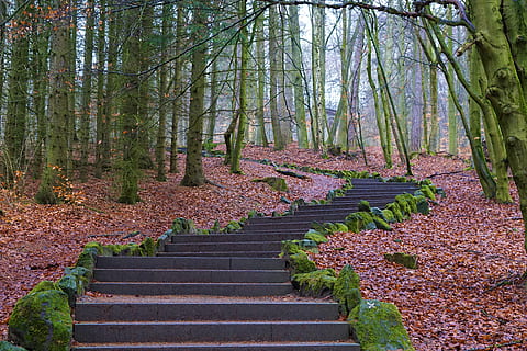 Bos, weg, geleidelijk, steen, omhoog, natuur, boom, kassel, Wilhelmshöhe, monument, Duitsland, interessante plaatsen, helling, winter, herfst, humeur, bladeren, mos, pad, kromme, hike, Europa, mist, weer, droom, trappenhuis, fabriek, groei, land-, trappen en trappen, romp, boomstam, kalmte, schoonheid in de natuur, dag, geen mensen, scenics - natuur, rustige scène, bos-, de weg vooruit, richting, groene kleur, buitenshuis, verandering, 5K, CC0, publiek domein, royaltyvrij