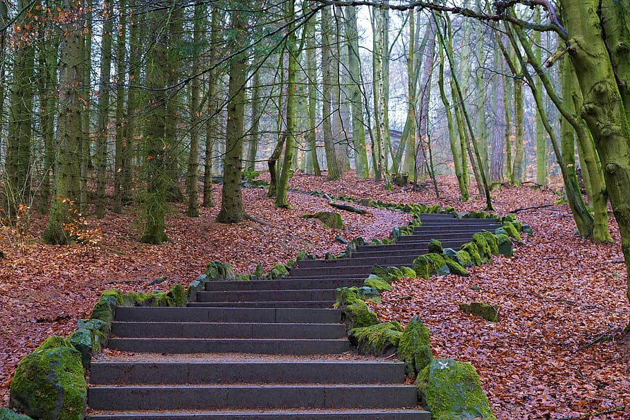 Bos, weg, geleidelijk, steen, omhoog, natuur, boom, kassel, Wilhelmshöhe, monument, Duitsland, interessante plaatsen, helling, winter, herfst, humeur, bladeren, mos, pad, kromme, hike, Europa, mist, weer, droom, trappenhuis, fabriek, groei, land-, trappen en trappen, romp, boomstam, kalmte, schoonheid in de natuur, dag, geen mensen, scenics - natuur, rustige scène, bos-, de weg vooruit, richting, groene kleur, buitenshuis, verandering, 5K