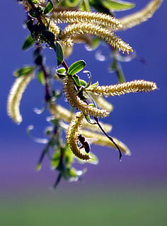 træ, pil, bi, natur, forår, landskab, blade, pollen, blomst, plante, tæt på, blomstrende plante, skønhed i naturen, ingen mennesker, vækst, friskhed, dag, skrøbelighed, sårbarhed, selektiv fokusering, fokus på forgrunden, dyr i naturen, sollys, udendørs, dyreliv, dyr, himmel, blomsterhoved, 4K, CC0, offentligt domæne, royaltyfrie