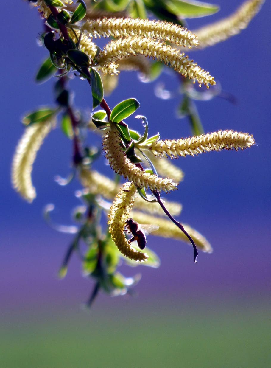 træ, pil, bi, natur, forår, landskab, blade, pollen, blomst, plante, tæt på, blomstrende plante, skønhed i naturen, ingen mennesker, vækst, friskhed, dag, skrøbelighed, sårbarhed, selektiv fokusering, fokus på forgrunden, dyr i naturen, sollys, udendørs, dyreliv, dyr, himmel, blomsterhoved, 4K
