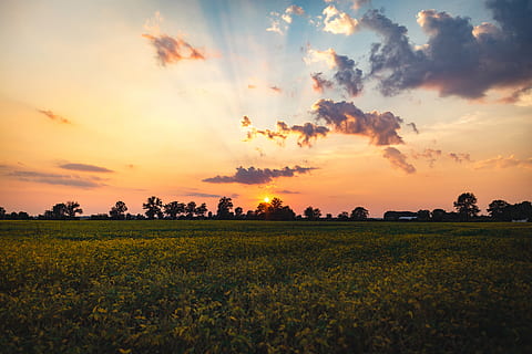 Sonnenuntergang, Dämmerung, Himmel, Wolken, Gras, Feld, Bäume, Natur, Landschaft, draußen, Schönheit in der Natur, Szenen - Natur, ruhige Szene, Ruhe, wolke - himmel, Umgebung, Land, orange Farbe, Landwirtschaft, Pflanze, ländliche Szene, Wachstum, idyllisch, Ernte, Bauernhof, keine Leute, Plantage, 5K, CC0, gemeinfrei, lizenzfrei