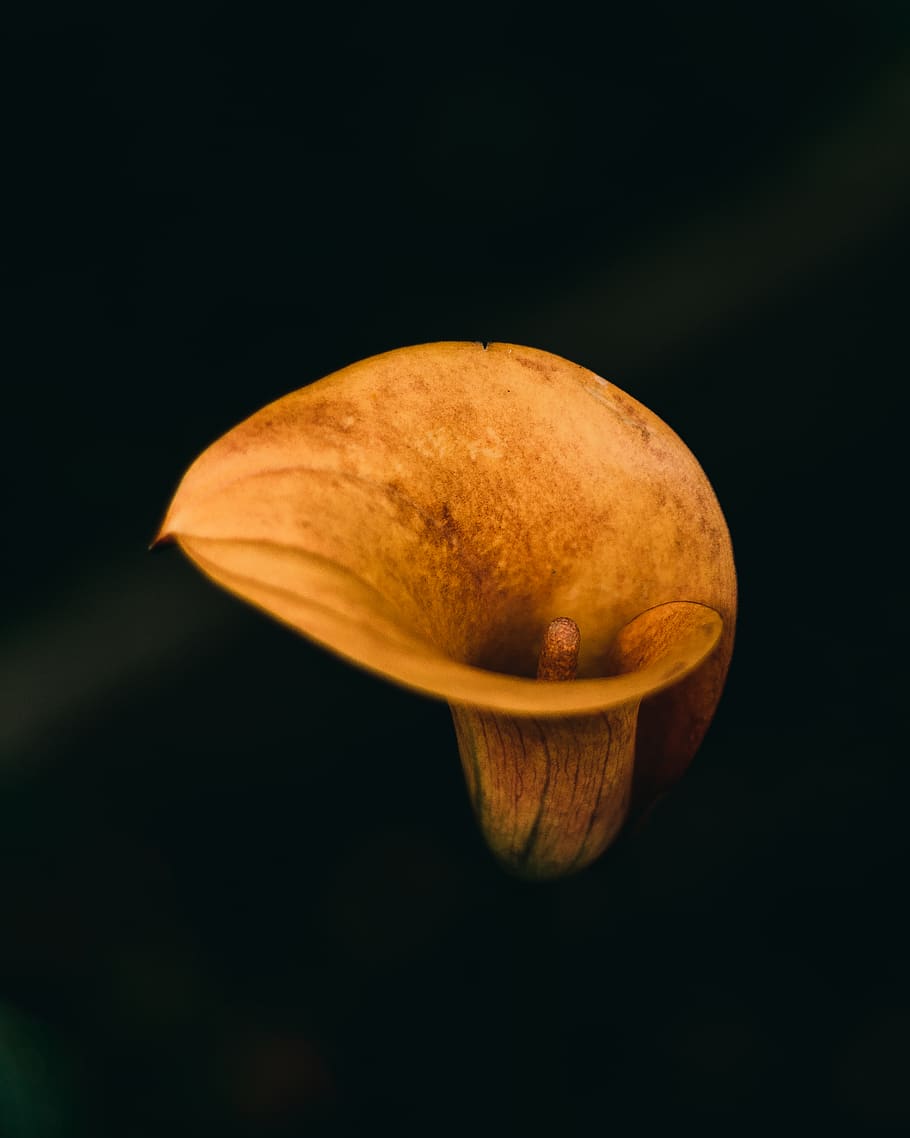 lliri de calla groc, tir de l'estudi, fons negre, sol objecte, menjar i beguda, menjar, primer pla, frescor, alimentació saludable, cap gent, a l'interior, planta, fruita, benestar, fons de colors, naturalesa, color taronja, creixement, flor, dos objectes, madur, 4K