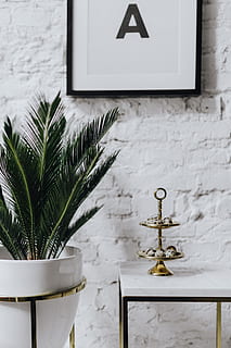 quail eggs, white, marble, eggs, easter, quail, Un'common, uncommon, no people, plant, wall - building feature, indoors, potted plant, communication, nature, table, home interior, lighting equipment, picture frame, day, decoration, wall, frame, white color, still life, architecture, leaf, 4K