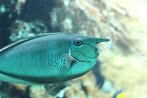 grå fisk, fisk, dyr, akvatiske, vand, hav liv, næse, akvarium, surgeonfish, udendørs, rev, hav, ocean, natur, torsk, angelfish, koralrev, helleflynder, rødspætte, amphiprion, aborre, dyre temaer, dyreliv, et dyr, hvirveldyr, svømning, dyr i naturen, undervands-, undersøiske, marine, tæt på, fokus på forgrunden, dyr i fangenskab, ingen mennesker, 5K, CC0, offentligt domæne, royaltyfrie