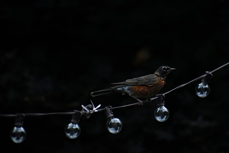 American Robin appollaiato, luce della stringa, animale, uccello, pettirosso, spazio, pianeta, terra, globo, universo, sfera, astronomia, Bluebird, gocciolina, bolla, guidato, illuminazione, riflettore, acqua, scricciolo, capo, fauna selvatica, avvicinamento, temi animali, nessuno, vertebrato, concentrarsi sulle conoscenze acquisite, in casa, copia spazio, girato in studio, sospeso, sfondo nero, natura, animali allo stato selvatico, fragilità, vulnerabilità, giorno, messa a fuoco selettiva, 5K