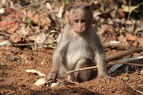 süß, Affe, Kind, Sitzung, Tiere, Primas, Säugetier, ein Tier, Tierwelt, Tiere in freier Wildbahn, Wirbeltier, Land, keine Leute, Natur, Jungtier, Tag, suchen, Kamera betrachten, Porträt, Fokus auf den Vordergrund, draußen, Pavian, 5K, CC0, gemeinfrei, lizenzfrei