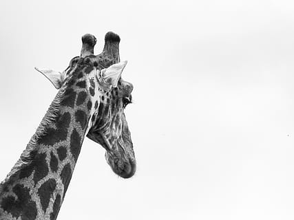 Giraffenkopf, kopieren sie platz, Giraffe, Tierhals, Tierwelt, Säugetier, Tier, ein Tier, Tierthemen, Tierkörperteil, Himmel, keine Leute, Wirbeltier, Tiere in freier Wildbahn, Natur, klarer Himmel, pflanzenfressend, Tag, Safari, Haustiere, Tierkopf, 4K, CC0, gemeinfrei, lizenzfrei