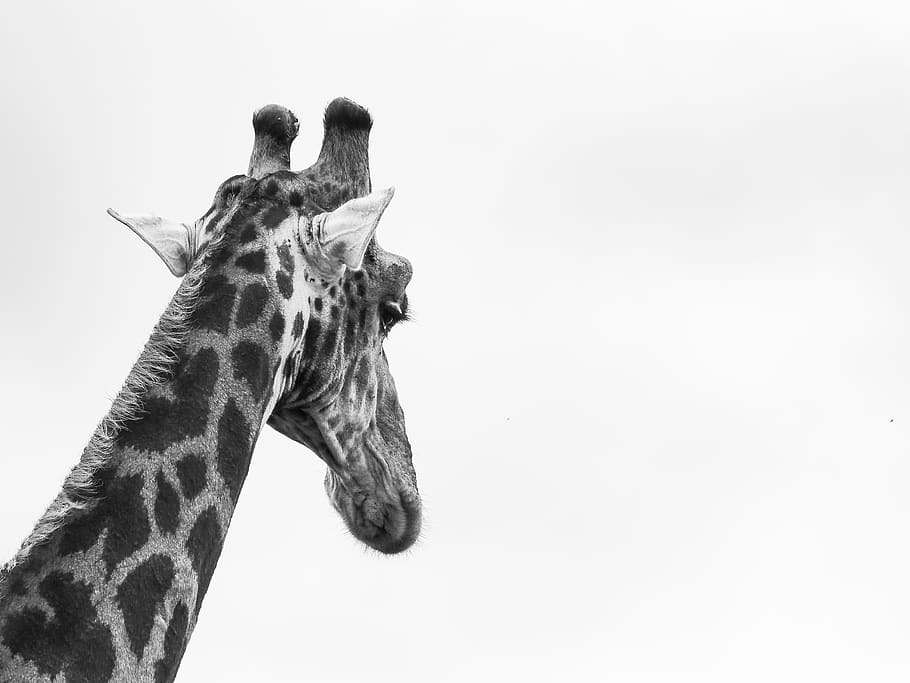 Giraffenkopf, kopieren sie platz, Giraffe, Tierhals, Tierwelt, Säugetier, Tier, ein Tier, Tierthemen, Tierkörperteil, Himmel, keine Leute, Wirbeltier, Tiere in freier Wildbahn, Natur, klarer Himmel, pflanzenfressend, Tag, Safari, Haustiere, Tierkopf, 4K