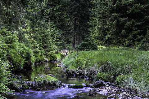 potok, drzewo, lato, wakacje, Natura, las, Zielony, turystyka, roślina, woda, piękno natury, scenics - natura, wzrost, spokój, zielony kolor, spokojna scena, żadnych ludzi, dzień, wylądować, bujne liście, listowie, scena pozamiejska, jezioro, nabrzeże, Płynąca woda, płynący, na dworze, strumień - płynąca woda, 5K, CC0, domena publiczna, darmowe zdjęcia