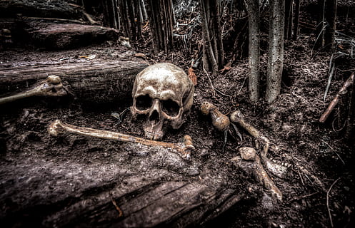 skull illustration, creepy, dark, fear, grave, ground, halloween, horror, root, scary, skull, soil, tree, wild, wood, human skeleton, human skull, bone, spooky, skeleton, human bone, human body part, forest, body part, surprise, close-up, people, shock, land, 5K