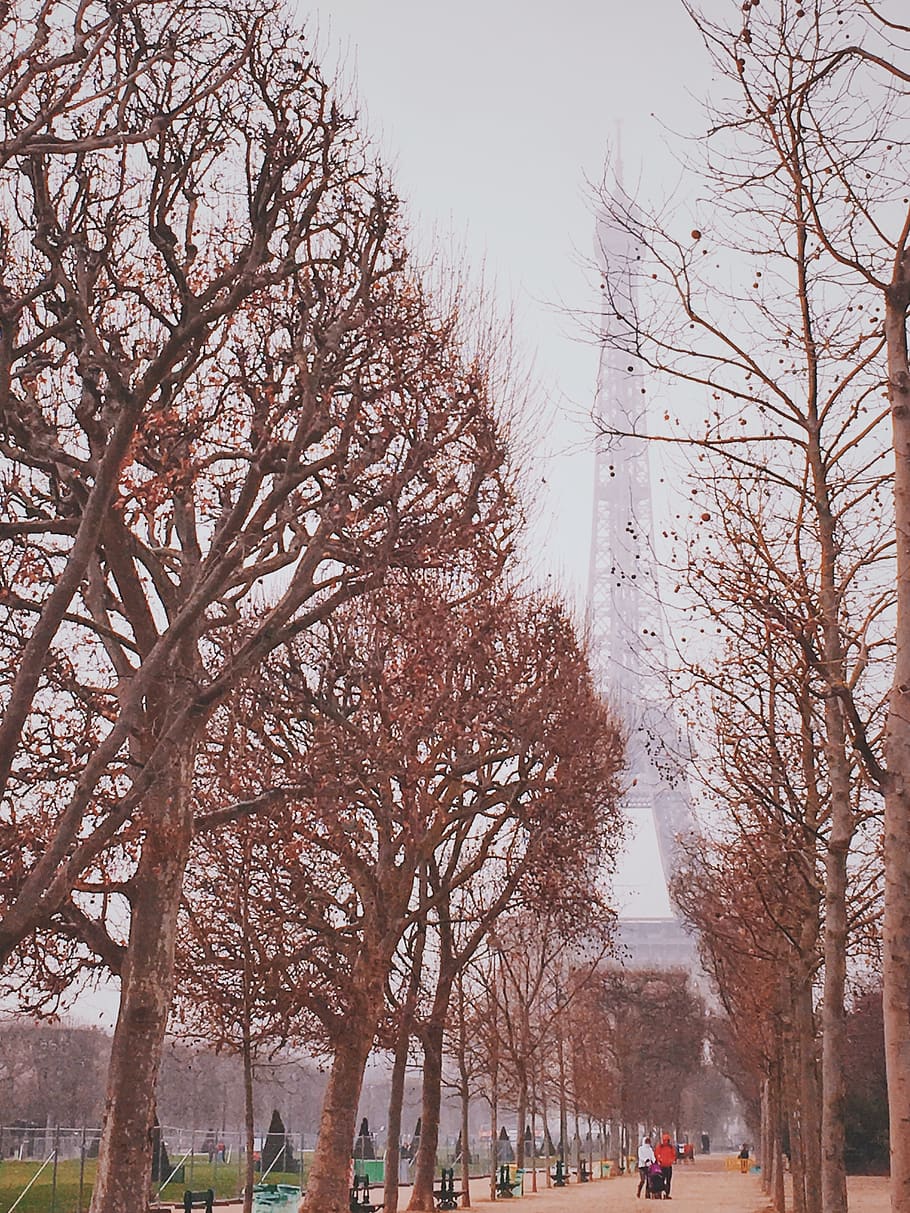 arbres marrons, branca, fred, alba, Torre Eiffel, boira, gelades, gelada, gel, paisatge, paris, parc, temporada, neu, torre, arbre, arbres, temps, hivern, fusta, planta, cel, naturalesa, arquitectura, arbre nu, dia, exterior de l'edifici, estructura construïda, persones incidentals, ciutat, destinacions de viatge, a l'aire lliure, creixement, parc - l'home va fer espai, treelined, 2K