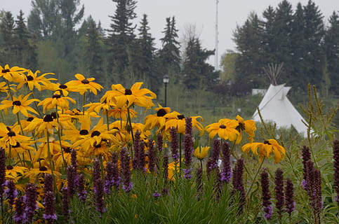 caure, Tee Pee, blanc, groc, porpra, olds college, coneflower, liatris, collita, planta, flor, planta amb flors, creixement, bellesa a la natura, frescor, terra, vulnerabilitat, fragilitat, camp, naturalesa, pètal, tranquil·litat, arbre, cap gent, cap de flor, dia, paisatge, escena tranquil·la, a l'aire lliure, primavera, llit de flors, 4K, CC0, domini públic, lliure de regalies
