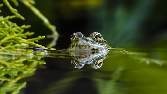 green frog, frog, wildlife, amphibian, animal, invertebrate, insect, tree frog, toad, green, rainforest, outdoors, tree, nature, vegetation, plant, land, droplet, photography, photo, mammal, one animal, animal themes, water, animal wildlife, animals in the wild, vertebrate, swimming, no people, reflection, close-up, reptile, animal body part, day, lake, turtle, animal head, animal eye, 2K, CC0, public domain, royalty free