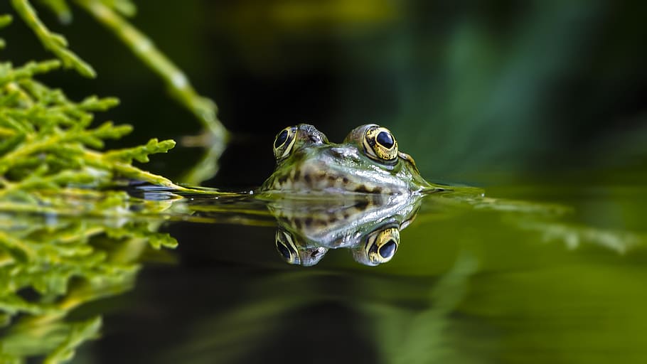 granota verda, granota, vida salvatge, amfibi, animal, invertebrat, insecte, gripau, verd, selva tropical, a l'aire lliure, arbre, naturalesa, vegetació, planta, terra, gota, fotografia, foto, mamífer, un animal, temes d'animals, aigua, fauna animal, animals a la natura, vertebrats, nedar, cap gent, reflexió, primer pla, rèptil, part del cos dels animals, dia, llac, tortuga, cap d’animals, ull d’animals, 2K