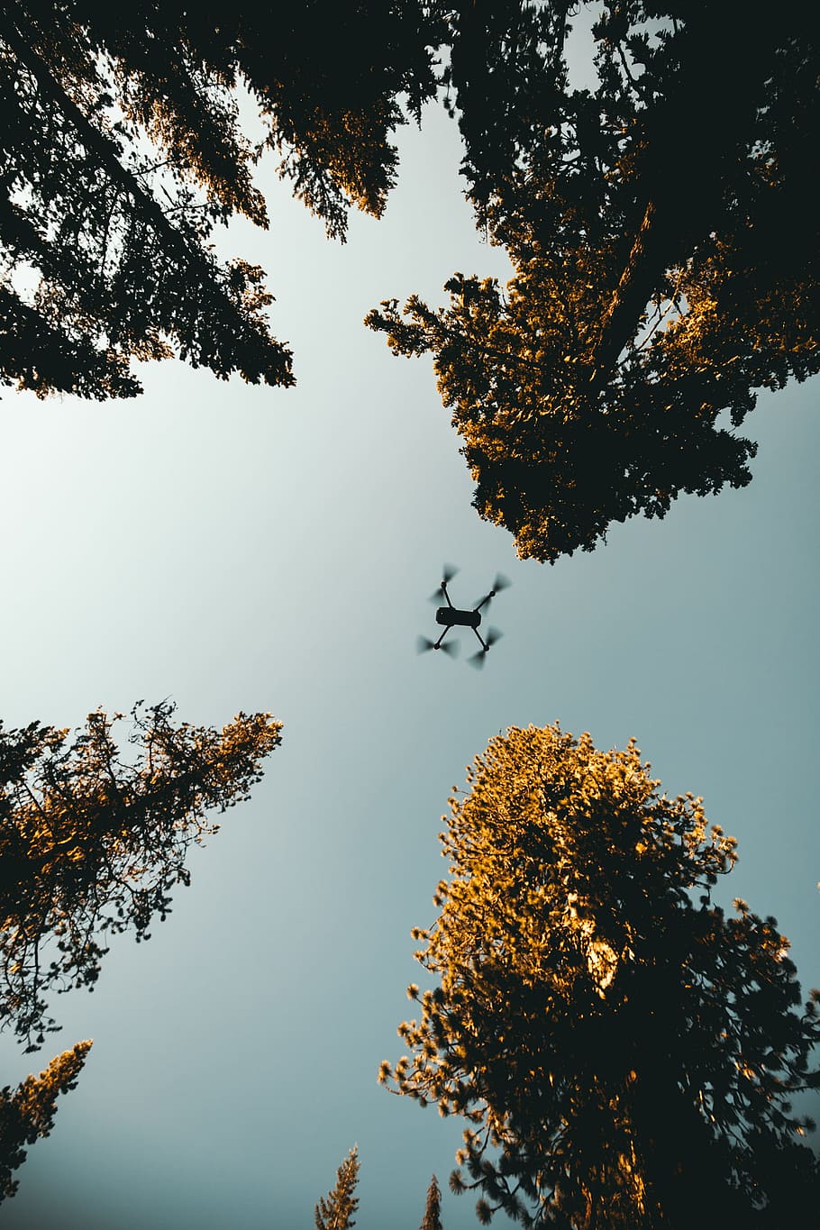 baix, foto d'angle, drone, arbres, pòster, gran angle, càmera, canyon, arbre, motivat, motivar, inspiració, inspirar, descobriment, explorant, viatjar, viatjant, fusta, jungla, fotografia, vídeo, pel·lícula, cineasta, naturalesa, silueta, a l'aire lliure, ocell, llac, cel, reflexió, bosc, tardor, animal, posta de sol, paisatge, fons, vida salvatge, aigua, bellesa a la natura, escenics, escena tranquil·la, branca, volant, color negre, vespre, llum solar, estiu, temporada, estany, cap gent, blau, sol, retroil·luminat, 2K