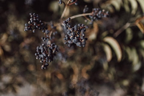 naturaleza, comida, comida y bebida, alimentación saludable, Fruta, fruta de baya, de cerca, planta, nadie, día, enfoque selectivo, bienestar, mora - fruta, frescura, al aire libre, árbol, rama, fruta seca, comida seca, maduro, 4K, CC0, dominio público, libre de derechos