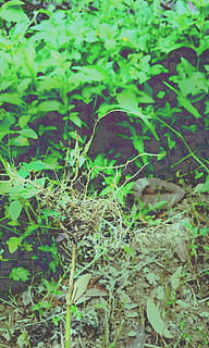 Filipines, planta, creixement, color verd, terra, naturalesa, dia, full, part de la planta, bellesa a la natura, cap gent, tranquil·litat, camp, enfocament selectiu, a l'aire lliure, centrar-se en primer pla, bosc, arbre, vista d’angle alt, primer pla, herba, 2K, CC0, domini públic, lliure de regalies