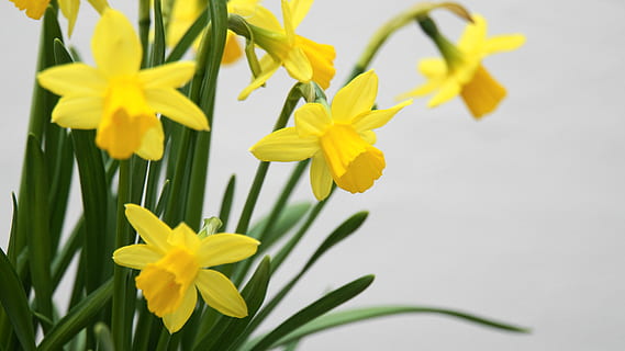 osterglocken, daffodils, spring, easter, flowers, garden culture, garden plant, yellow, blütenzauber, spring magic, easter magic, magic, paradise, green, nature, plant, early bloomer, bright, beautiful, flower, flowering plant, freshness, fragility, vulnerability, beauty in nature, petal, flower head, growth, inflorescence, close-up, daffodil, no people, green color, outdoors, leaf, plant part, springtime, flower arrangement, 5K, CC0, public domain, royalty free