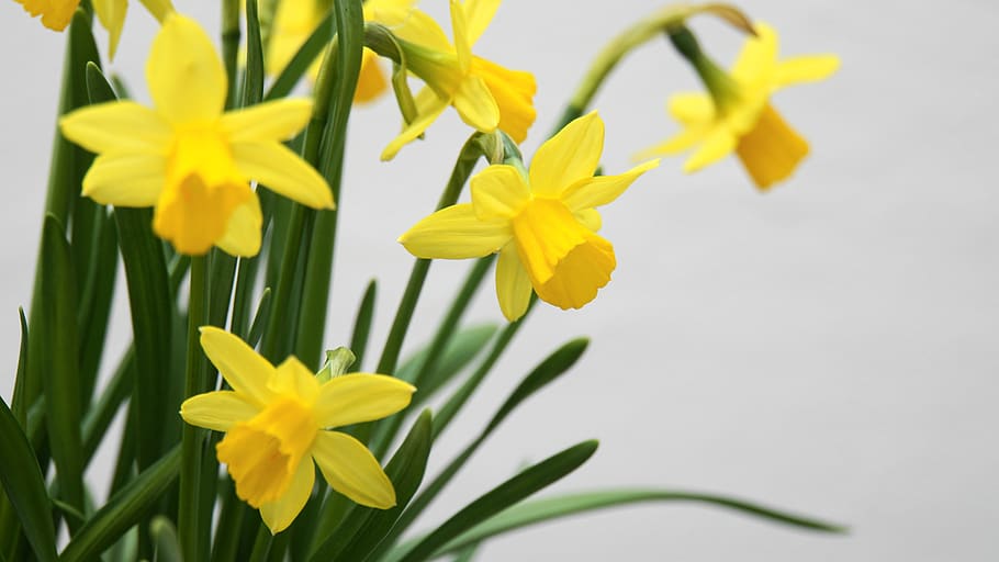osterglocken, daffodils, spring, easter, flowers, garden culture, garden plant, yellow, blütenzauber, spring magic, easter magic, magic, paradise, green, nature, plant, early bloomer, bright, beautiful, flower, flowering plant, freshness, fragility, vulnerability, beauty in nature, petal, flower head, growth, inflorescence, close-up, daffodil, no people, green color, outdoors, leaf, plant part, springtime, flower arrangement, 5K