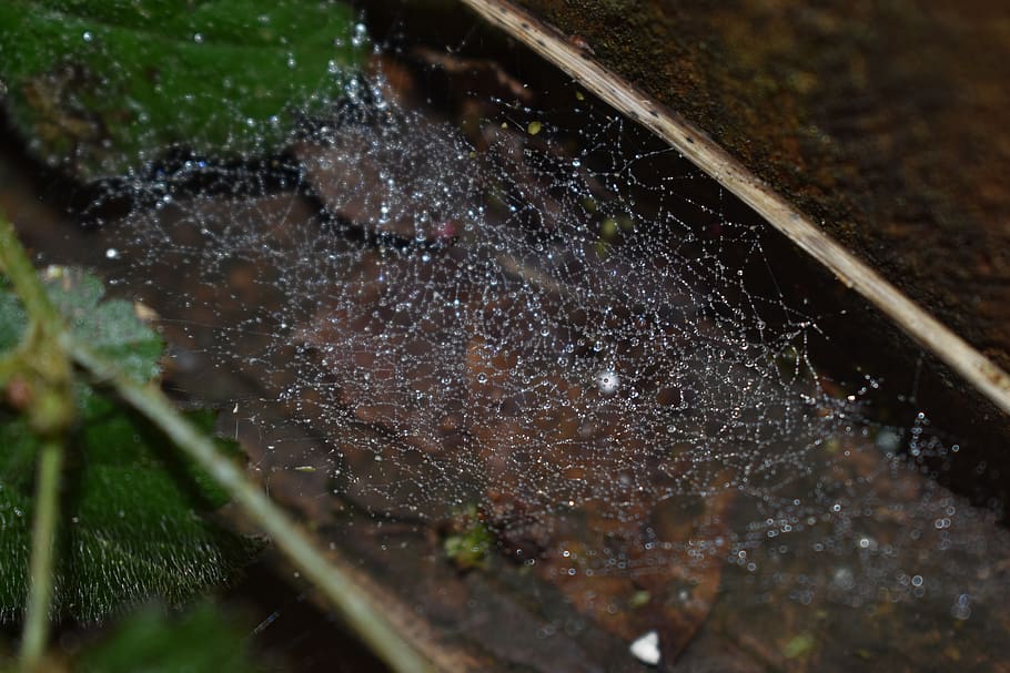 teranyina, gotes, pluja, web, fons de pantalla, bonic, fulles, animal, peix, invertebrat, aranya, aràcnids, insecte, gota, aranya de jardí, floc de neu, parabrisa, triangle, bassal, planta, aigua, tirar, humit, primer pla, enfocament selectiu, naturalesa, cap gent, fragilitat, dia, vulnerabilitat, full, part de la planta, bellesa a la natura, a l'aire lliure, creixement, complexitat, gota de pluja, puresa, temporada de pluges, rosada, 5K