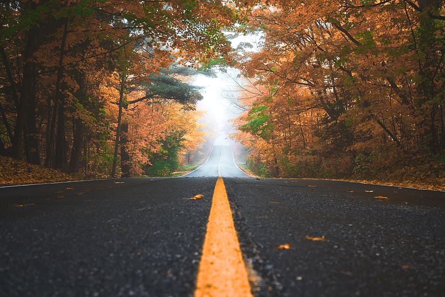 Straße, Pfad, Blätter, fallen, Bäume, Pflanze, Natur, Herbst, Nebel, Baum, der Weg nach vorn, Richtung, Veränderung, Transport, Markierung, die Straßenmarkierung, abnehmende Perspektive, Symbol, Zeichen, orange Farbe, Schönheit in der Natur, Wald, Tag, keine Leute, Szenen - Natur, draußen, Trennlinie, Oberflächenniveau, lange, 4K
