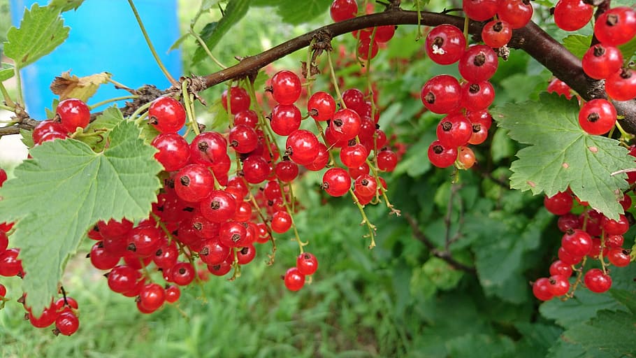 ribes, bacca, natura, foglio, cibo, rosso, bacca rossa, ribes rosso, cespuglio, verde, estate, raccogliere, pianta, orto, avvicinamento, non uomo, frutta, mangiare sano, cibo e bevande, crescita, frutti di bosco, freschezza, foglia, parte vegetale, albero, giorno, nessuno, ramo, sorbe, concentrarsi sulle conoscenze acquisite, colore verde, all'aperto, maturo, 4K