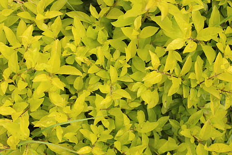 India, munnar, giallo, parte vegetale, foglia, fotogramma intero, sfondi, crescita, colore verde, pianta, nessuno, bellezza nella natura, natura, giorno, avvicinamento, abbondanza, campo, vista dall'alto, le foglie, vulnerabilità, all'aperto, fragilità, testa di fiore, 5K, CC0, dominio pubblico, privo di copyright