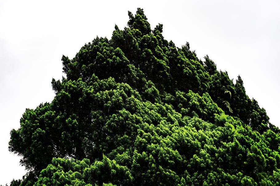 helecho, hoja, árbol, verde, naturaleza, gaje, frío, planta, color verde, cielo, vista de ángulo bajo, crecimiento, nadie, belleza en la naturaleza, día, tranquilidad, al aire libre, cielo limpio, follaje, exuberante follaje, rama, copa del árbol, escena tranquila, paisajes - naturaleza, frescura, 1080P