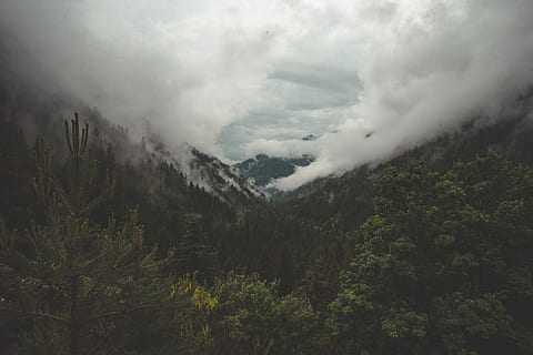 verd, fulles, arbres, envoltat, mar, núvols, muntanya, bosc, arbre, núvol, ennuvolat, pi, vall, ombra, fosc, to, rentat, mat, vapor, smog, rosada, boira, alp francès, fusta, naturalesa, a l'aire lliure, paisatge, escenics, cim de muntanya, núvol - cel, cel, Serra, turó, viatjar, bellesa a la natura, estiu, cloudscape, temps, cap gent, senderisme, rock - object, 5K, CC0, domini públic, lliure de regalies