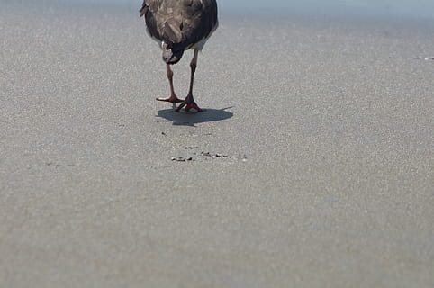 ocell gris, ecuador, puerto lopez, gris, ocell, animal, voltor, cigonya, bec, sorra, platja, vida salvatge, naturalesa, fons de pantalla, un animal, fauna animal, vertebrats, dia, animals a la natura, terra, cap gent, a l'aire lliure, nacional, mascotes, animals domèstics, caminar, enfocament selectiu, 4K, CC0, domini públic, lliure de regalies