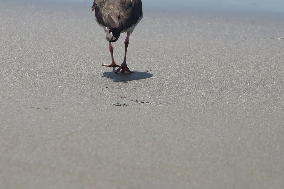ocell gris, ecuador, puerto lopez, gris, ocell, animal, voltor, cigonya, bec, sorra, platja, vida salvatge, naturalesa, fons de pantalla, un animal, fauna animal, vertebrats, dia, animals a la natura, terra, cap gent, a l'aire lliure, nacional, mascotes, animals domèstics, caminar, enfocament selectiu, 4K