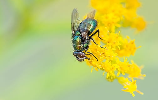 blue, fly, yellow, flowers, bug, insect, nature, summer, invertebrate, animal themes, animal wildlife, animal, flower, flowering plant, animals in the wild, one animal, fragility, beauty in nature, close-up, plant, vulnerability, petal, freshness, focus on foreground, flower head, animal wing, no people, pollination, outdoors, pollen, 4K, CC0, public domain, royalty free