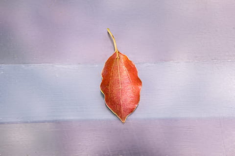 katta yaprak, zemin, Yaprak, tek nesne, kapatmak, bitki bölümü, insansız, doğrudan yukarıda, içeriye, tazelik, tablo, natürmort, sonbahar, yiyecek ve içecek, turuncu renk, Gıda, stüdyo çekimi, kuru, doğa, duvar inşa özelliği, kırmızı, basitlik, 4K, CC0, kamu malı, telif ücretsiz