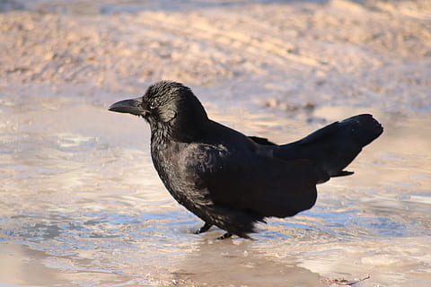bany, bassal, fang, refresc, ocell, aigua, Corb, plomatge, un animal, animals a la natura, animal, fauna animal, temes d'animals, vertebrats, color negre, dia, naturalesa, cap gent, centrar-se en primer pla, longitud completa, llac, vista lateral, a l'aire lliure, davant del mar, terra, 5K, CC0, domini públic, lliure de regalies