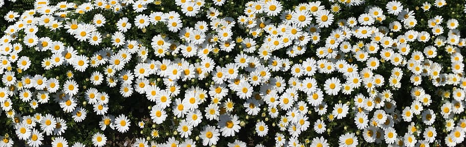 margarida, margareta, incomptables, un costat, jardí de flors, flors, blanc, crisantem, verd, molts, bonic, fragància, aroma, yokosuka, kanagawa, Japó, Parc otsu, antomasako, llit de flors, floració, femella, estambres, groc, blanc pur, meek, petit, aiphone, panorama, abril, planta amb flors, flor, marc complet, frescor, fons, planta, cap gent, dia, vulnerabilitat, fragilitat, bellesa a la natura, primer pla, abundància, multicolor, creixement, naturalesa, cap de flor, patró, a l'aire lliure, 4K