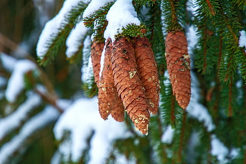 Winter, Kiefernzapfen, Baum, Schnee, Stechpalme, Natur, kalt, immergrün, Ast, Nadeln, Nadelzweig, Weichholz, Pflanze, Nahansicht, Wachstum, Blatt, Tag, kalte Temperatur, keine Leute, Pflanzenteil, Fokus auf den Vordergrund, Schönheit in der Natur, draußen, Ruhe, Flachwinkelansicht, selektiver Fokus, Kiefer, Eis, Veränderung, Nadelbaum, Nadel - Pflanzenteil, Blätter, 5K, CC0, gemeinfrei, lizenzfrei