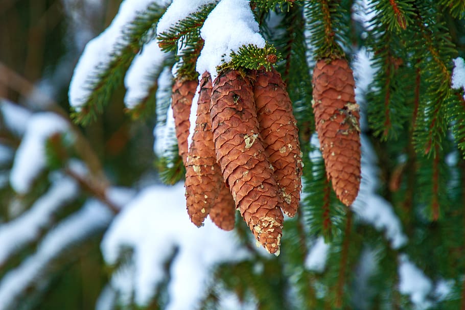 Winter, Kiefernzapfen, Baum, Schnee, Stechpalme, Natur, kalt, immergrün, Ast, Nadeln, Nadelzweig, Weichholz, Pflanze, Nahansicht, Wachstum, Blatt, Tag, kalte Temperatur, keine Leute, Pflanzenteil, Fokus auf den Vordergrund, Schönheit in der Natur, draußen, Ruhe, Flachwinkelansicht, selektiver Fokus, Kiefer, Eis, Veränderung, Nadelbaum, Nadel - Pflanzenteil, Blätter, 5K