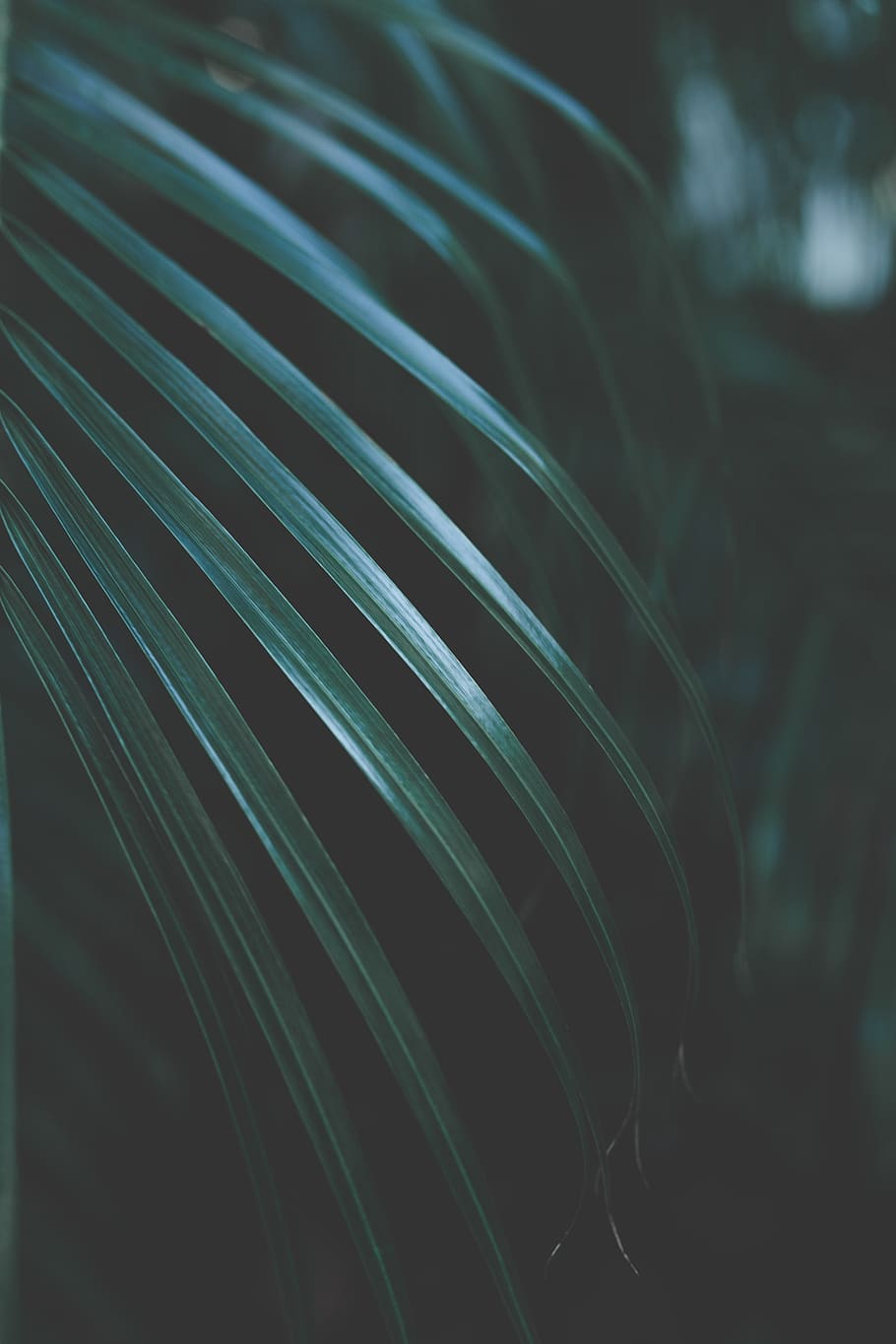foglia di palma verde, pianta, verde, foglia, luce, design, Salute, motivare, yoga, estate, caldo, ispirare, i phone, sfondo, Florida, natura, albero, palma, vacanza, avvicinamento, modello, nessuno, concentrarsi sulle conoscenze acquisite, in casa, messa a fuoco selettiva, metallo, sfondi, natura morta, astratto, giorno, blu, filo, strutturato, vulnerabilità, spirale, fragilità, dettaglio, crescita, 8K