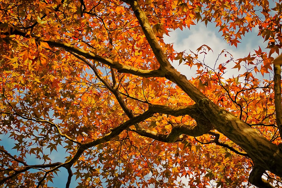 maple, pohon, alam, Daun-daun, merah, menanam, flora, kayu, warna, Jeruk, keindahan, taman, penuh warna, maple jepang, Jepang, Asia, terang, botani, musim gugur, perubahan, cabang, keindahan di alam, warna oranye, tampilan sudut rendah, pertumbuhan, bagian tanaman, daun, hari, tidak ada orang, ketenangan, di luar rumah, scenics - alam, batang pohon, bagasi, langit, pohon maple, koleksi musim gugur, daun maple, jatuh, kanopi pohon, kondisi alam, 4K