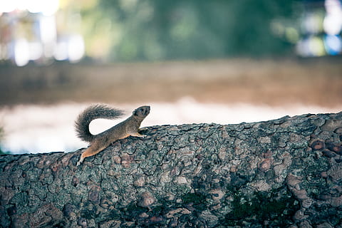 brązowy, wiewiórka, log, ptak, zwierzę, duda, gryzoń, ssak, park teno, Wietnam, fioletowy, zwierzęca przyroda, zwierzęta na wolności, tematy zwierzęce, jedno zwierzę, kręgowiec, skupić się na pierwszym planie, drzewo, żadnych ludzi, teksturowane, Natura, pnia drzewa, bagażnik samochodowy, dzień, zbliżenie, roślina, szorstki, na dworze, 4K, CC0, domena publiczna, darmowe zdjęcia