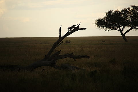 leopard, copac, plantă, cer, natură, liniște, nici o persoana, teren, mediu inconjurator, camp, o scenă liniștită, scenice - natura, peisaj, apus de soare, în aer liber, ramură, frumusețe în natură, arbore gol, siluetă, scenă non-urbană, orizont, planta moartă, 5K, CC0, domeniu public, fără drepturi de autor