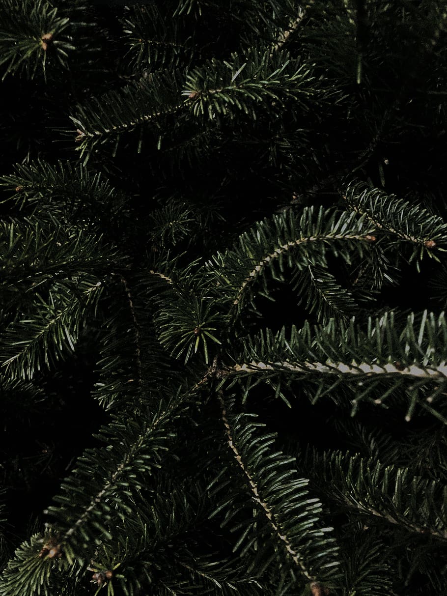 palmell sago, negreta, Nadal, fons de pantalla, fons, fosc, canviant d'humor, bosc, fusta, de fulla perenne, arbre, arbre de Nadal, creixement, planta, marc complet, cap gent, full, naturalesa, primer pla, part de la planta, color verd, branca, bellesa a la natura, dia, a l'aire lliure, tranquil·litat, pi, avet, agulla - part de la planta, arbre de coníferes, fulles, 4K