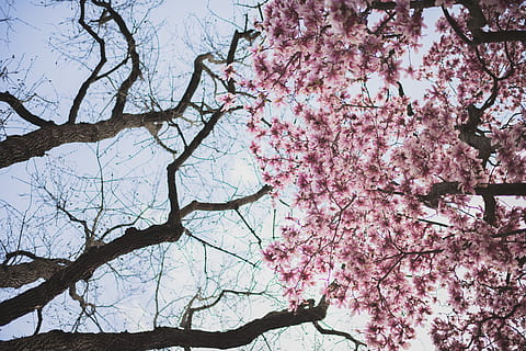 forår, Skov, blomster, kirsebær, cherryblossom, rejse, himmel, grene, træer, træ, lyserød, natur, tapet, hd tapet, afdeling, plante, lyserød farve, blomst, blomstrende plante, blomstre, lav vinkel visning, vækst, skrøbelighed, skønhed i naturen, kirsebær blomst, dag, friskhed, sårbarhed, Kirsebærtræ, ingen mennesker, udendørs, blomme af blomme, 8K, CC0, offentligt domæne, royaltyfrie