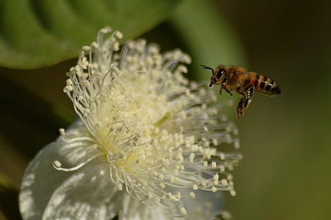 Bie, pollen, insekter, nektar, blomst, hage, dyr, vår, samle inn, honning, anlegg, pollinering, insekt, blomster, vinger, dyre temaer, virvelløse, ett dyr, dyreliv, dyr i naturen, blomstrende plante, skjørhet, nærbilde, sårbarhet, skjønnhet i naturen, petal, blomsterhodet, friskhet, selektiv fokusering, vekst, ingen folk, våren, dyrfløyen, 4K, CC0, offentlig domene, opphavsrett gratis